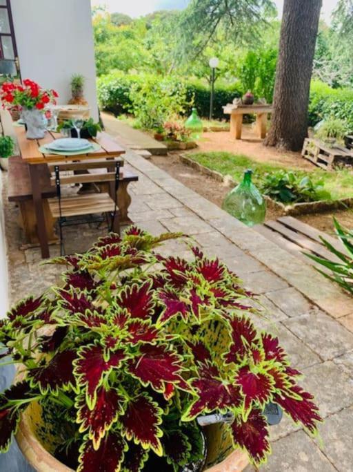 Apartmán Casina Foggia Dell'Albero Putignano Exteriér fotografie